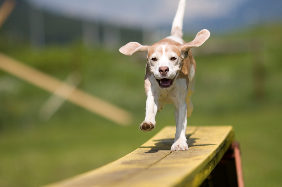 5 Life Lessons That Your Dog Can Teach You