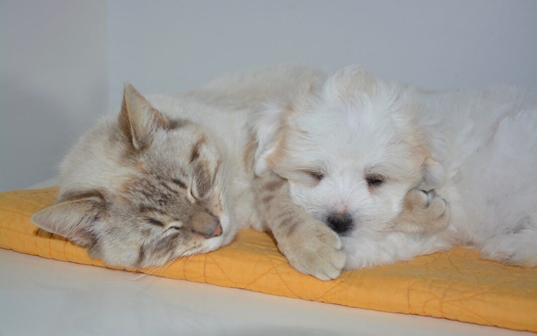 Boost Your Brain Power with a Post-Learning Nap: A Guide to Unlocking Your Potential