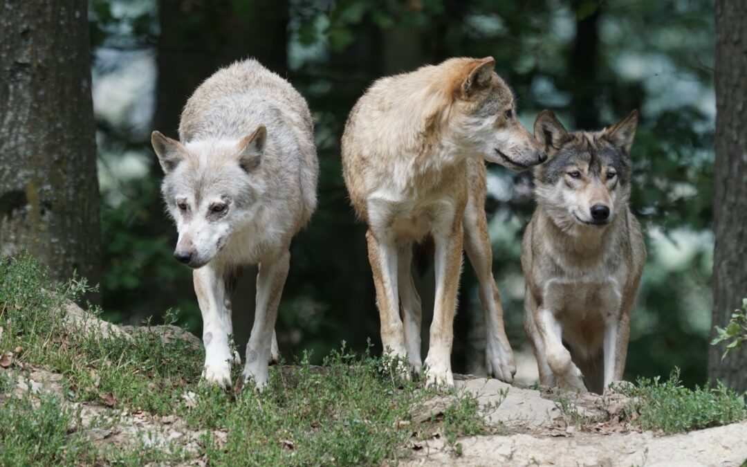 The Alpha Wolf Myth: Busting the Misconceptions